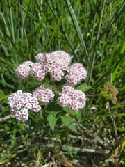 Spiraea formosana