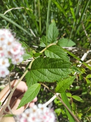 Spiraea formosana