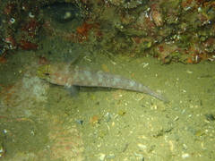 Gobius xanthocephalus