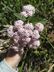 Spiraea formosana