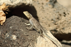 Agama spinosa