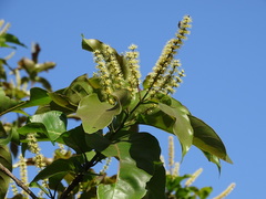 Terminalia