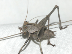 Thyreonotus corsicus