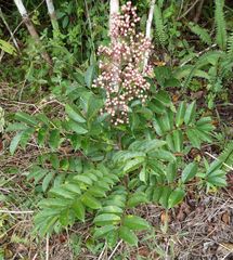 Zanthoxylum rubescens