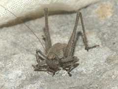 Thyreonotus corsicus