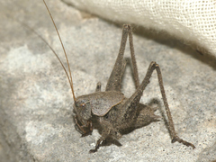 Thyreonotus corsicus