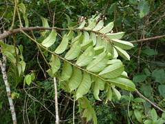 Zanthoxylum rubescens