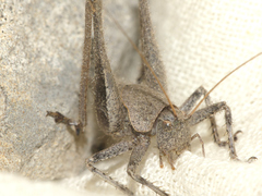 Thyreonotus corsicus