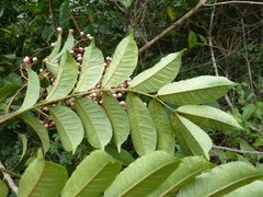 Zanthoxylum rubescens