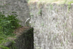 Egretta garzetta