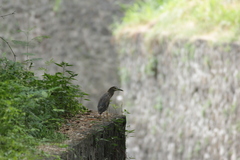 Nycticorax nycticorax