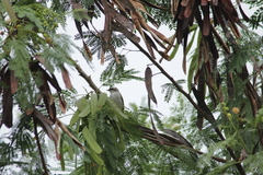 Pycnonotus goiavier
