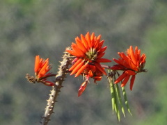 Erythrina stricta