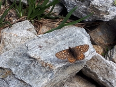 Euphydryas aurinia debilis