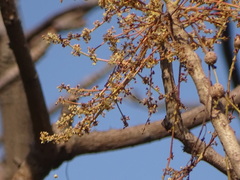 Lannea coromandelica