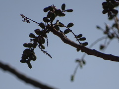 Lannea coromandelica