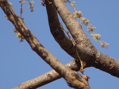 Lannea coromandelica