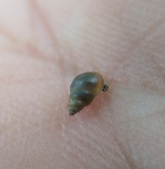 Potamopyrgus antipodarum