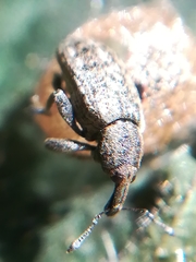 Hypera rumicis