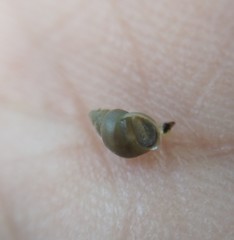 Potamopyrgus antipodarum