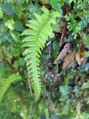 Leptogramma tottoides