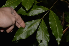 Alectryon subcinereus