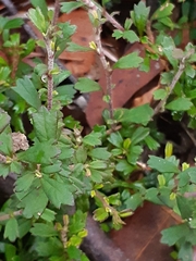 Xanthosia tridentata