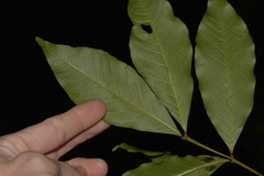 Alectryon subcinereus