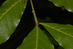 Alectryon subcinereus