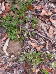Xanthosia tridentata