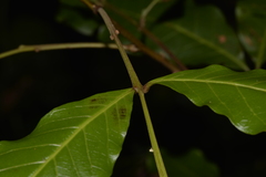 Alectryon subcinereus