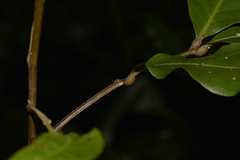 Alectryon subcinereus