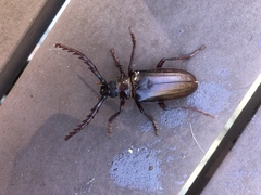 Prionus californicus