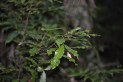 Alectryon subcinereus