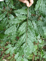 Ochna membranacea