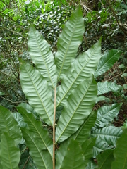 Ochna membranacea