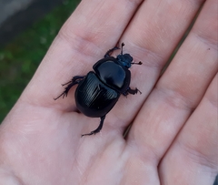 Geotrupes stercorarius