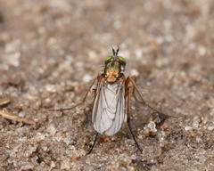 Poecilobothrus nobilitatus