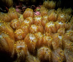 Botrylloides magnicoecus