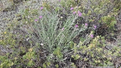 Saussurea salicifolia