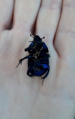 Geotrupes stercorarius