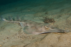 Aptychotrema rostrata