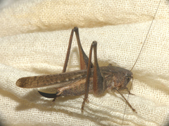 Platycleis intermedia