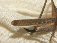 Platycleis intermedia