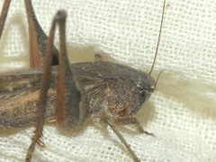 Platycleis intermedia