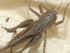Platycleis intermedia