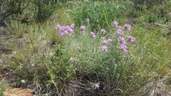 Saussurea salicifolia