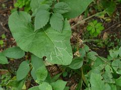 Phytomyza lappae
