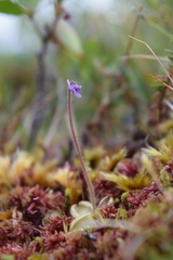 Pinguicula villosa