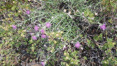 Saussurea salicifolia